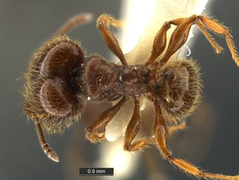 Media type: image;   Entomology 34235 Aspect: habitus dorsal view